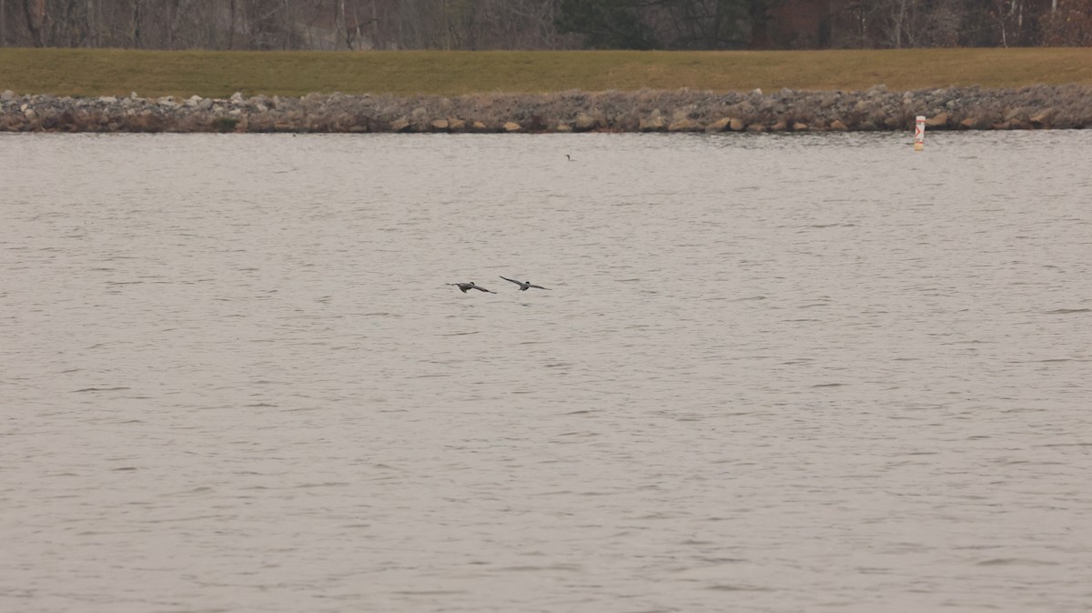 Belted Kingfisher - ML645609045
