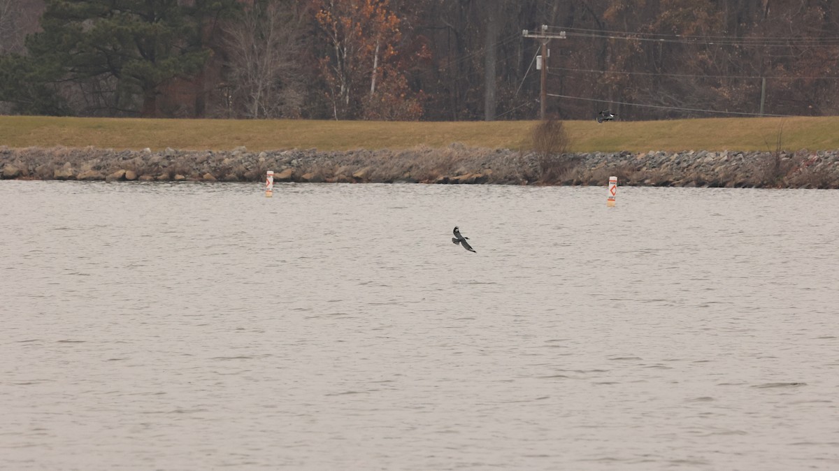 Belted Kingfisher - ML645609052