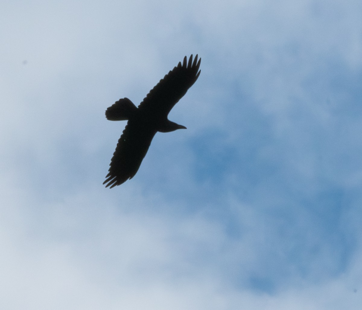 Kuzgun - ML645609061