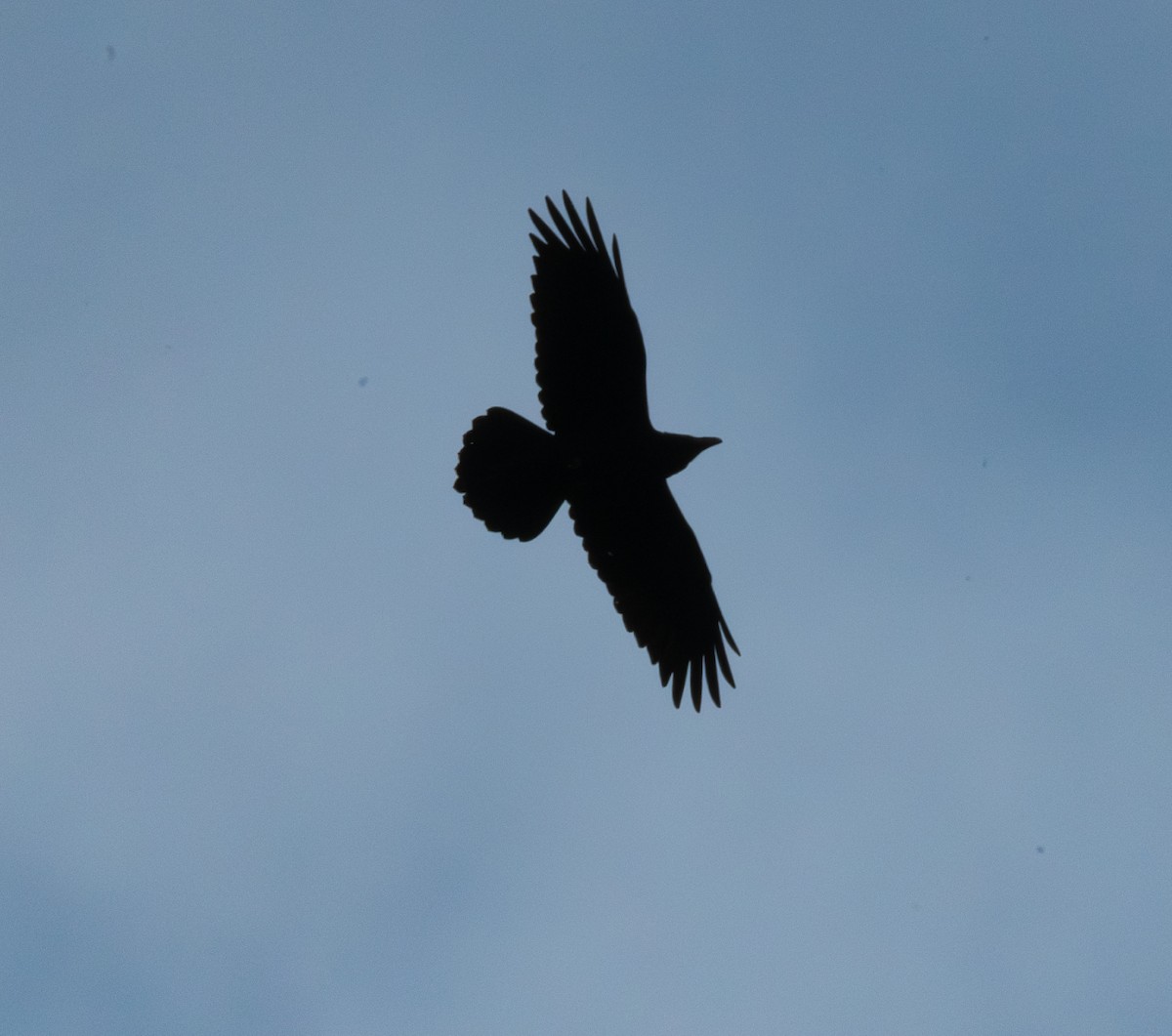 Kuzgun - ML645609062