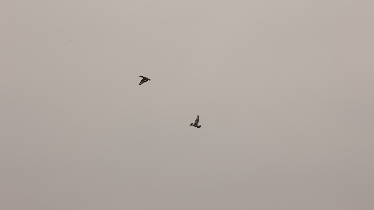 Belted Kingfisher - ML645609094