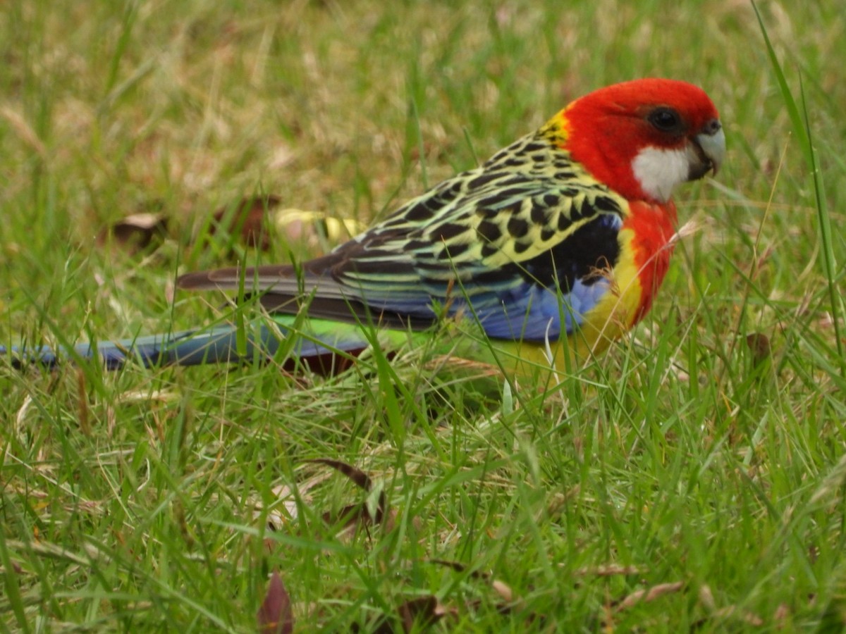 rosela pestrá - ML645609097