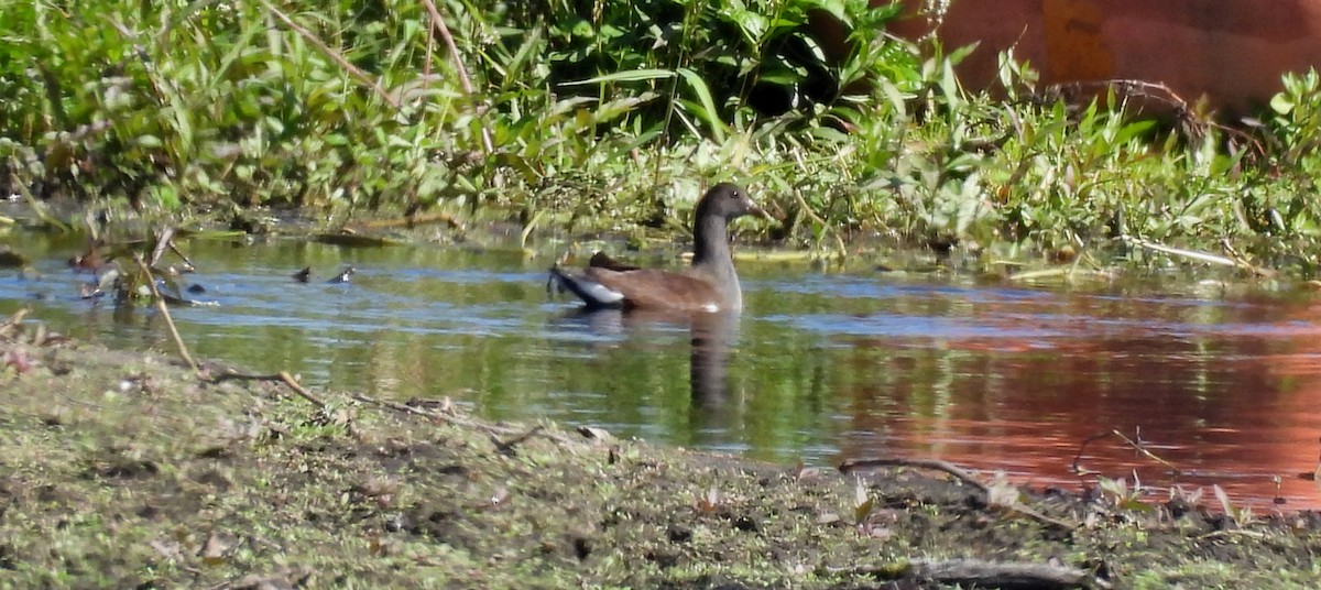 Common Gallinule - ML645609103
