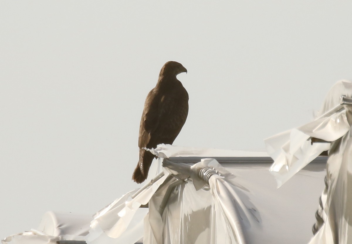 Long-legged Buzzard - ML645609104