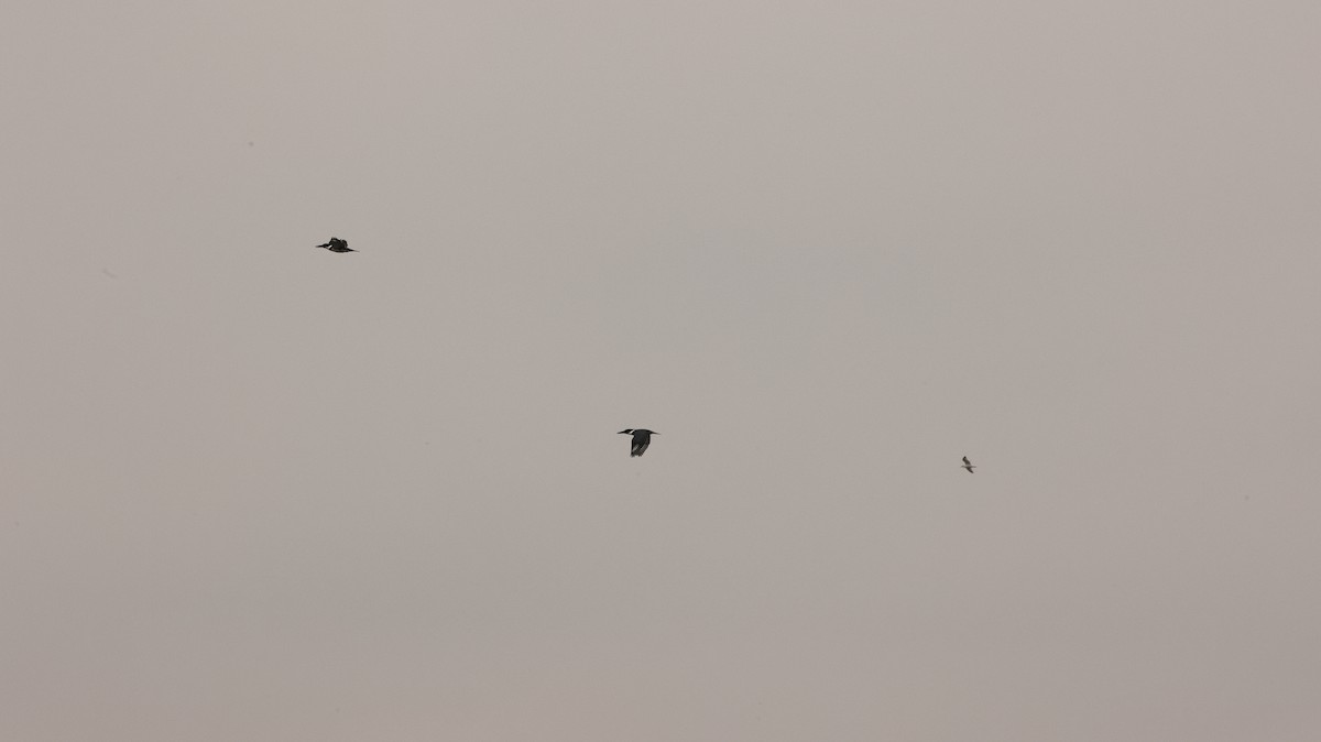 Belted Kingfisher - ML645609106