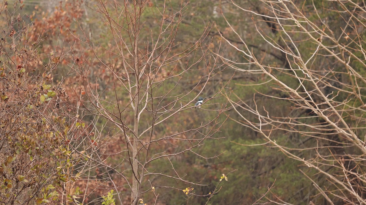 Belted Kingfisher - ML645609107