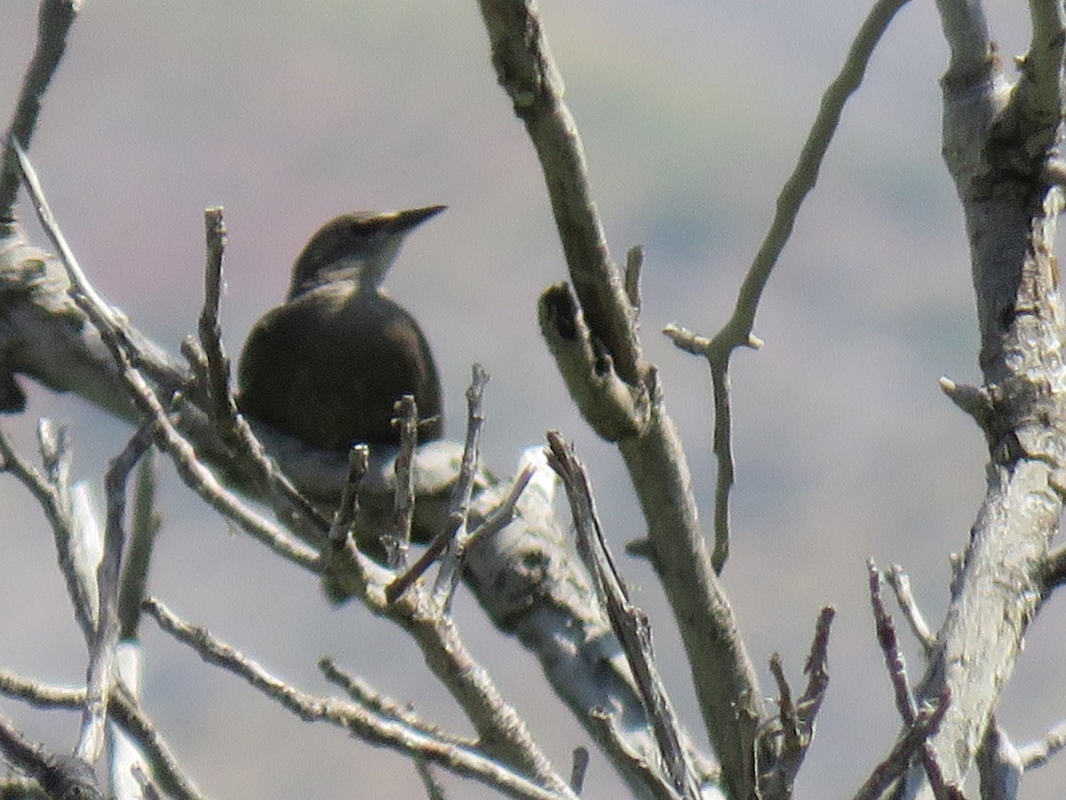 European Starling - ML645609108