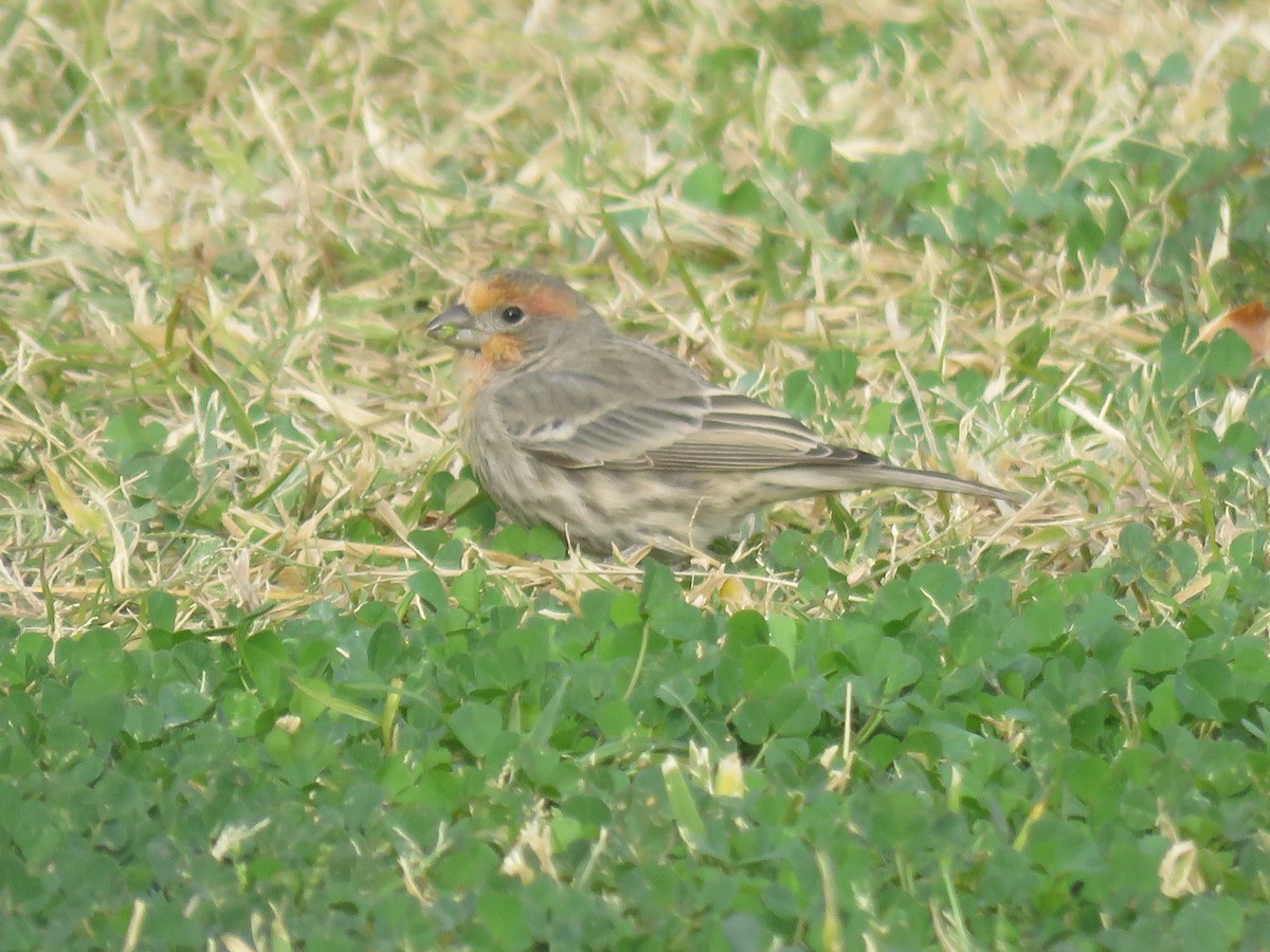 House Finch - ML645609109