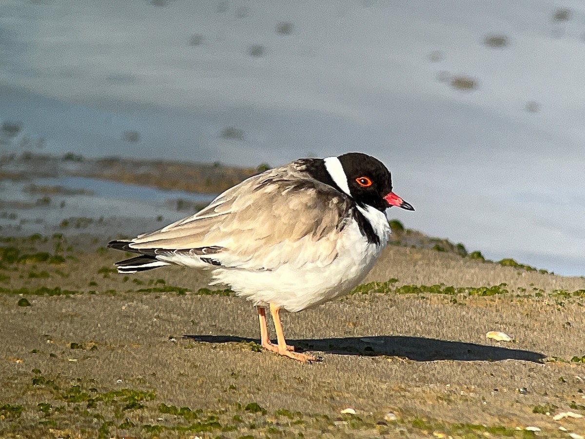 Hooded Plover - ML645609110