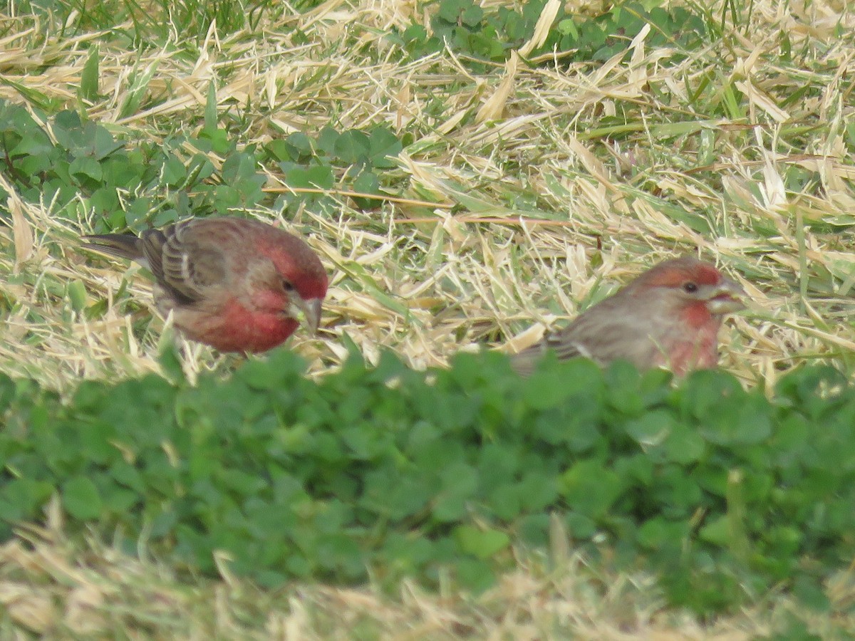 House Finch - ML645609111