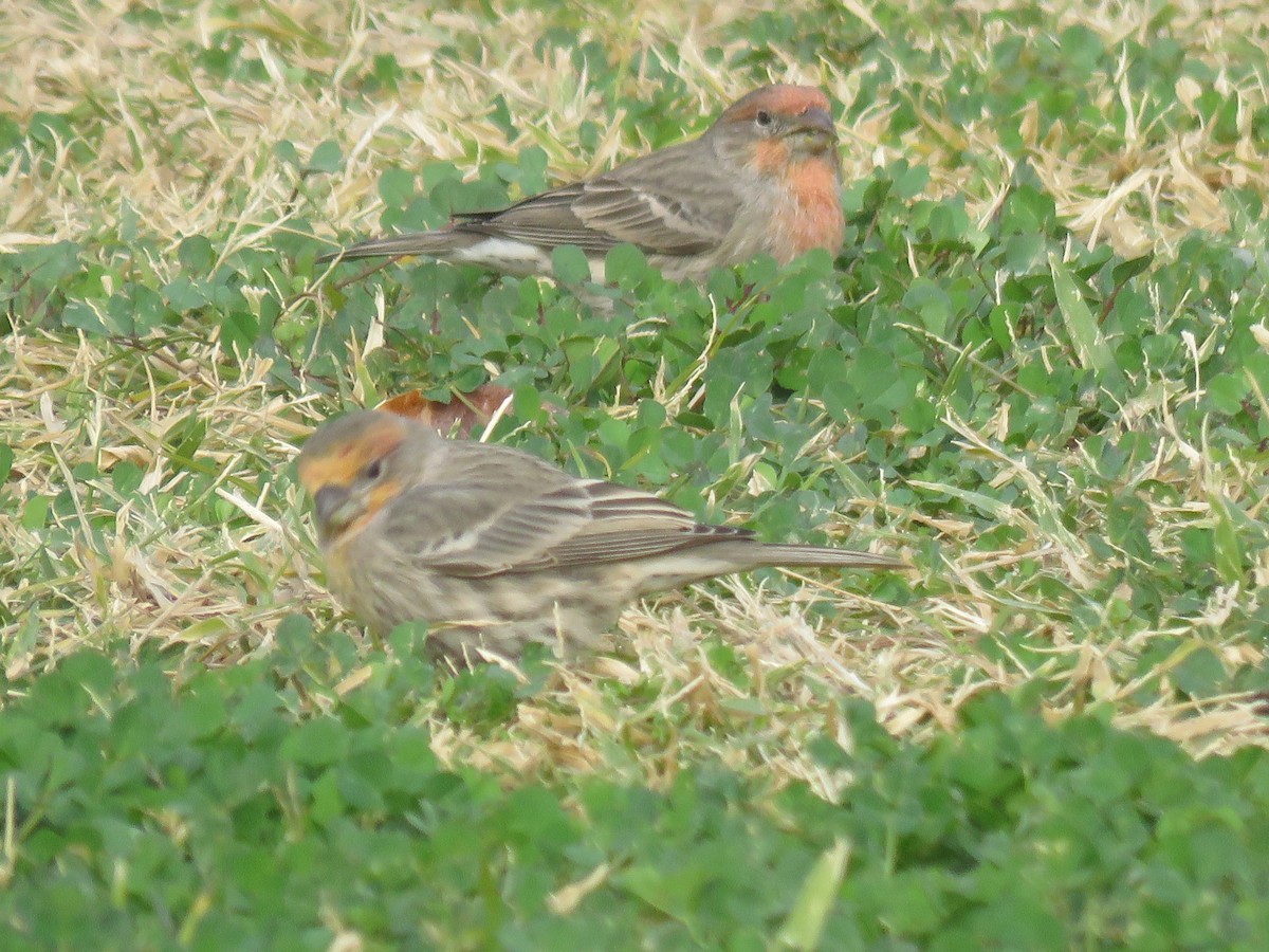House Finch - ML645609112