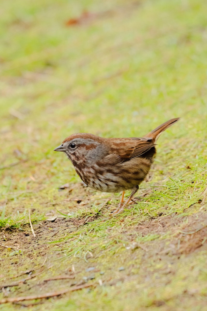 Song Sparrow - ML645609113