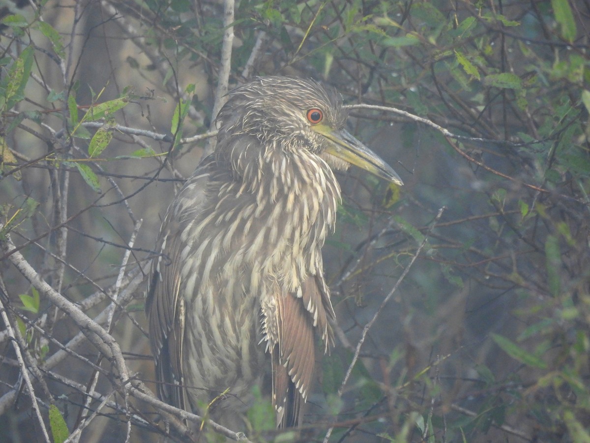 Black-crowned Night Heron - ML645609114