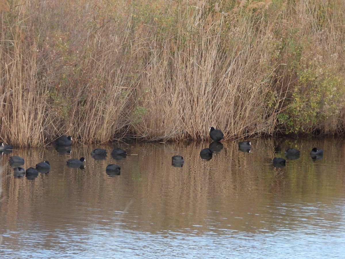 Eurasian Coot - ML645609115