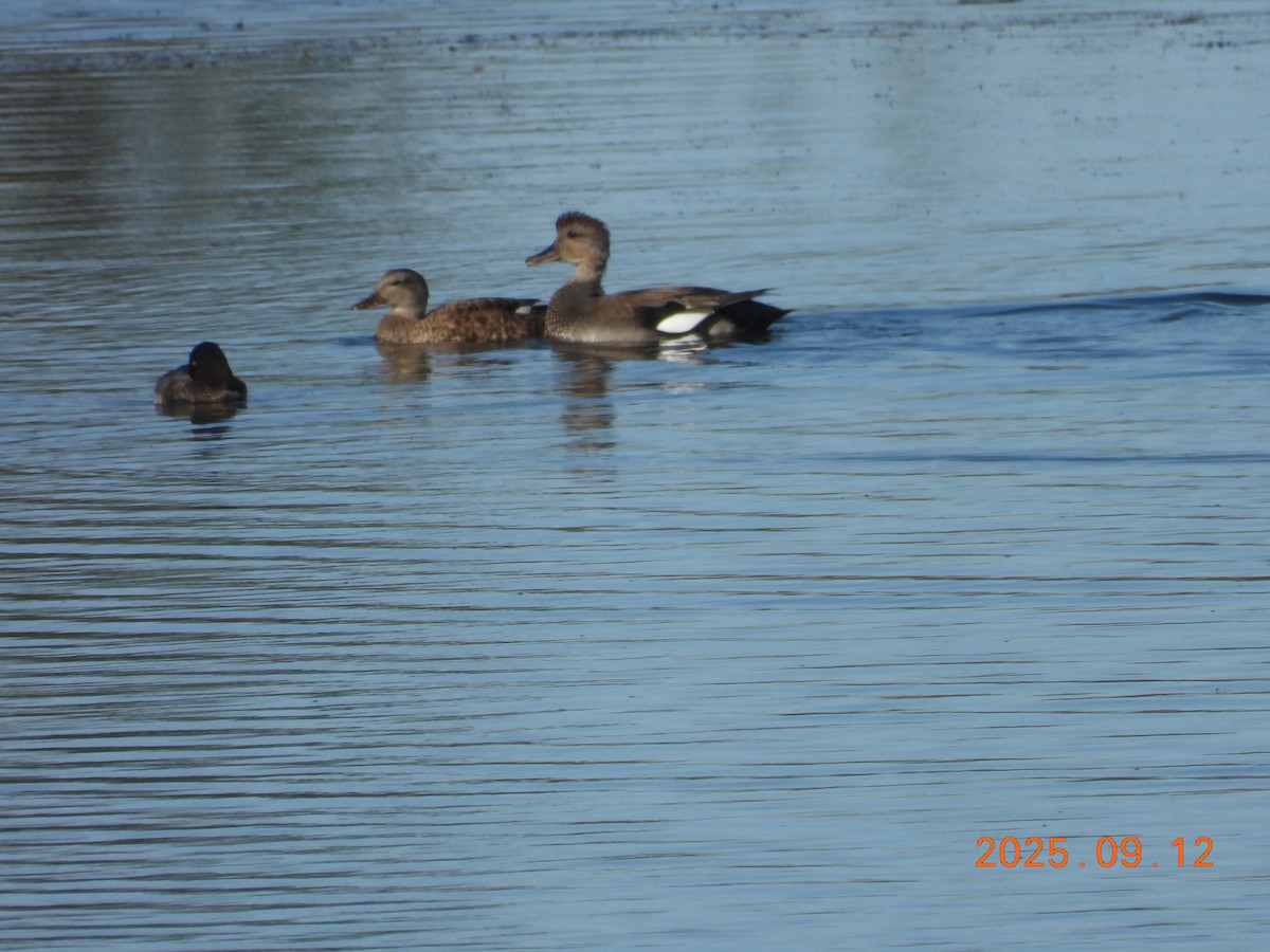Gadwall - ML645609116