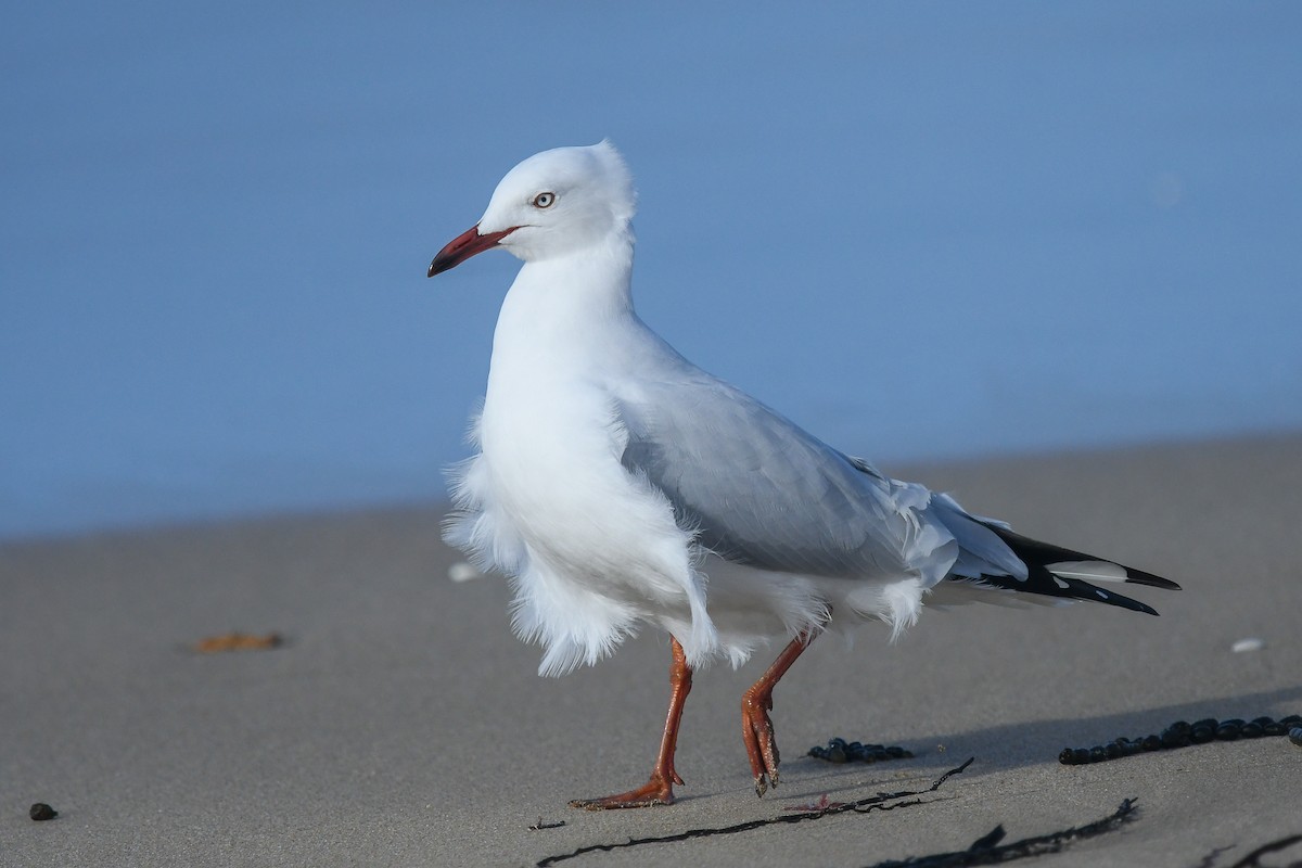 Silver Gull - ML645609117