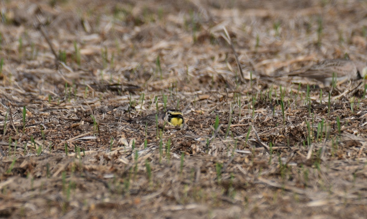 Horned Lark - ML645609118