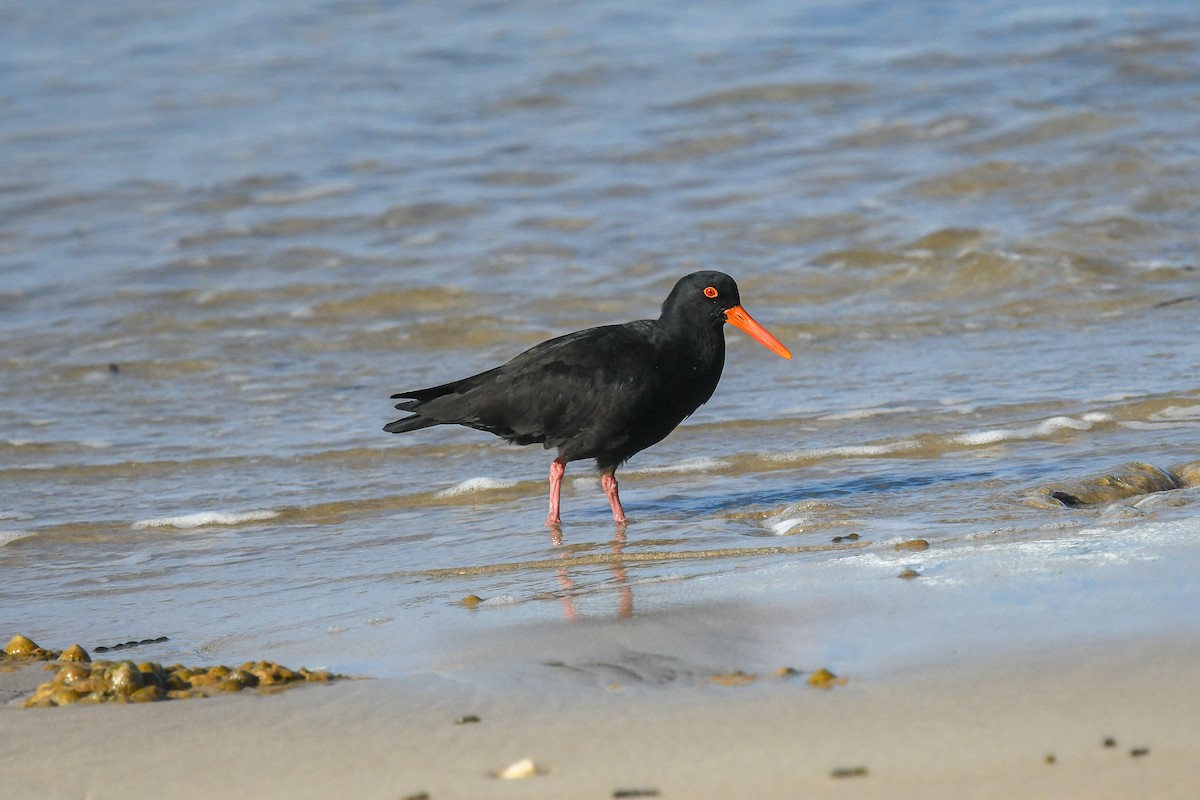 Sooty Oystercatcher - ML645609120