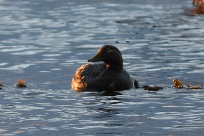 Flying Steamer-Duck - ML645609121