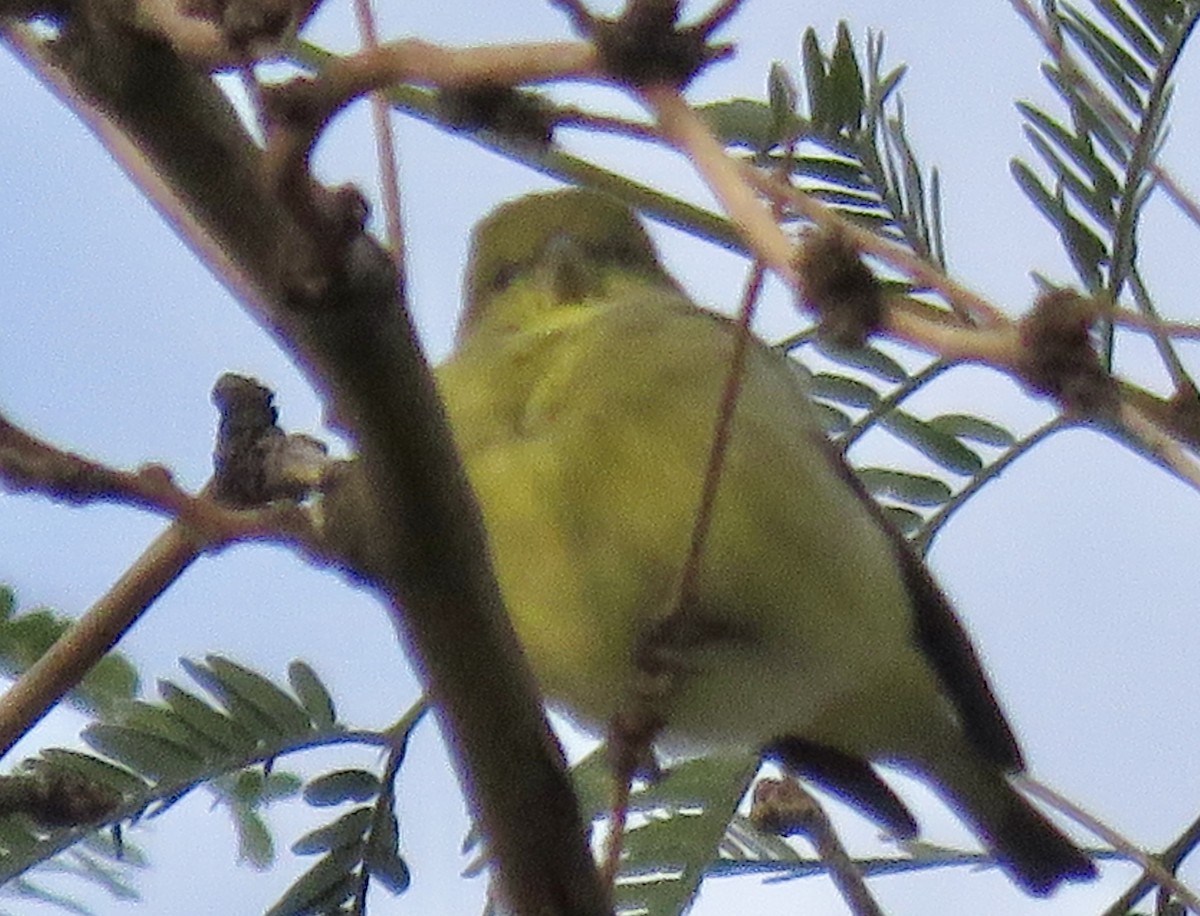 Lesser Goldfinch - ML645609122