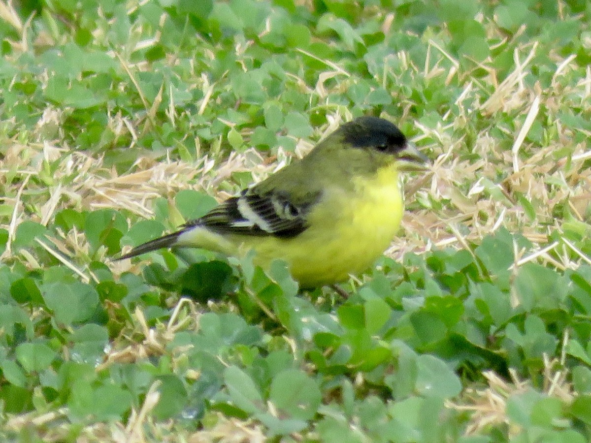 Lesser Goldfinch - ML645609123