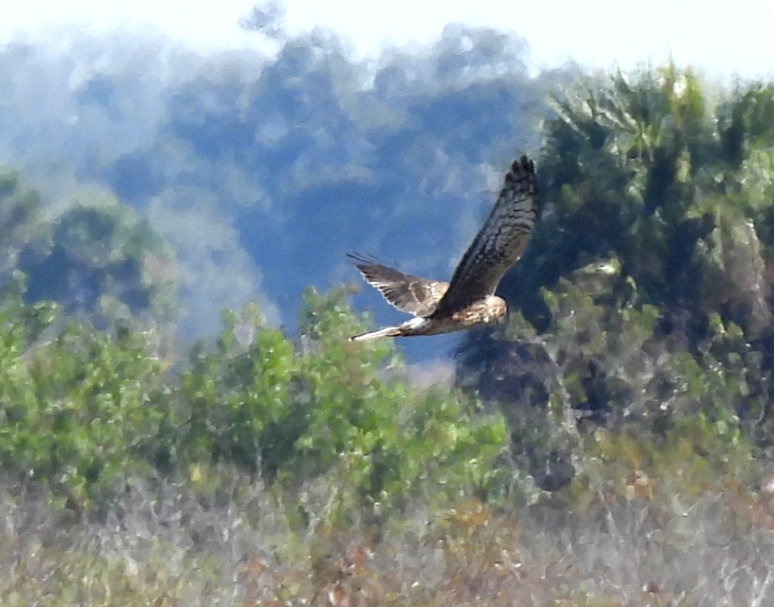 Northern Harrier - ML645609125