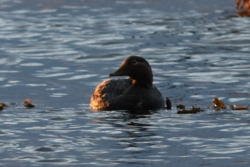 Flying Steamer-Duck - ML645609128