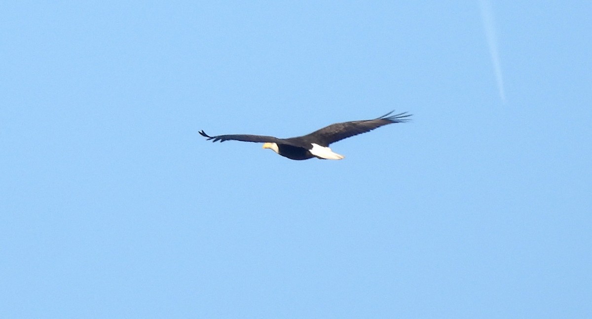 Bald Eagle - ML645609131