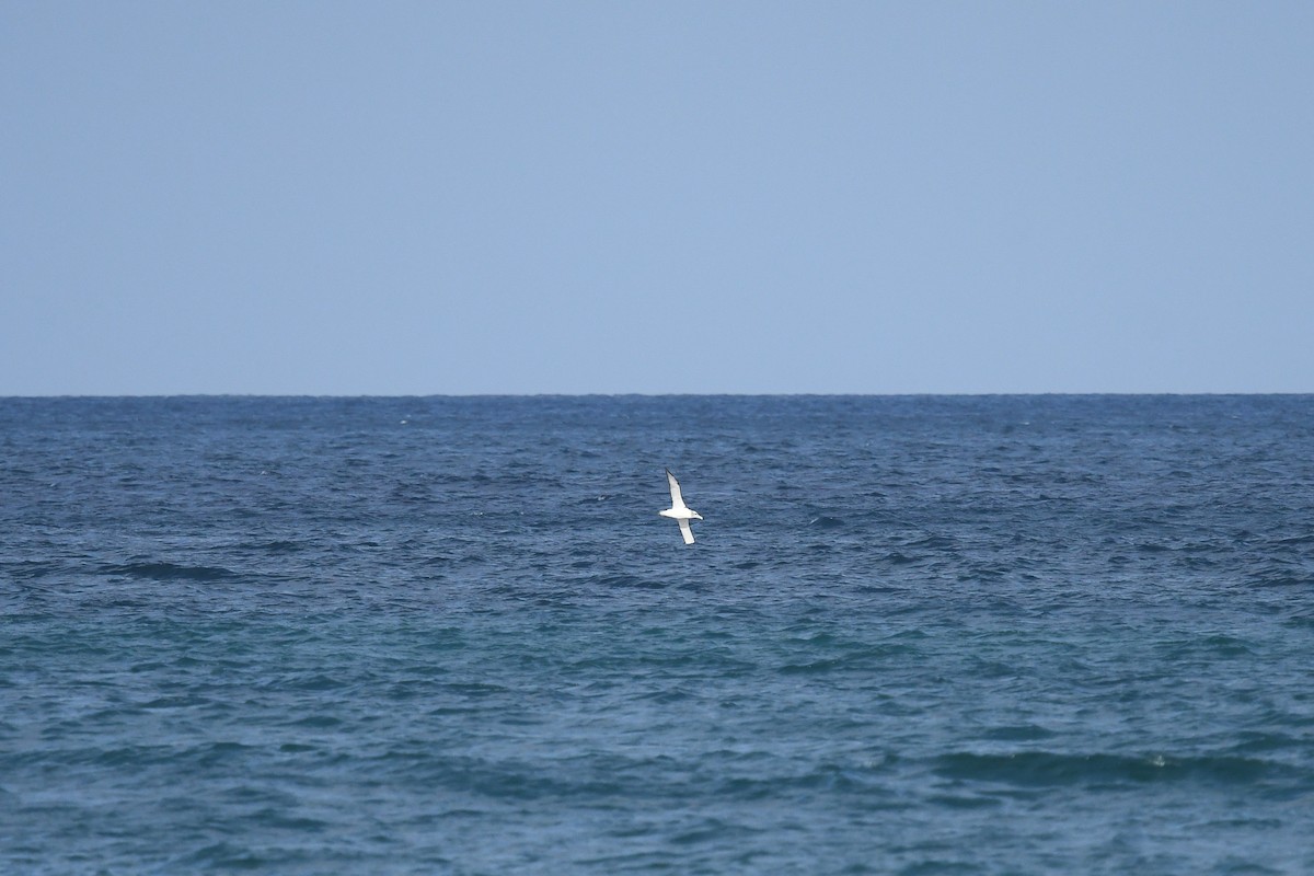 White-capped Albatross (cauta) - ML645609132