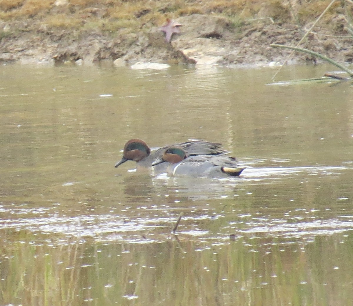 Green-winged Teal - ML645609133