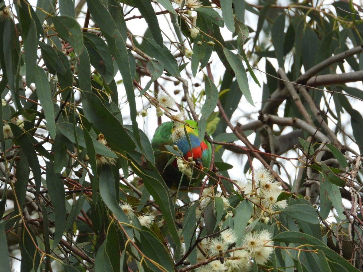 Musk Lorikeet - ML645609135