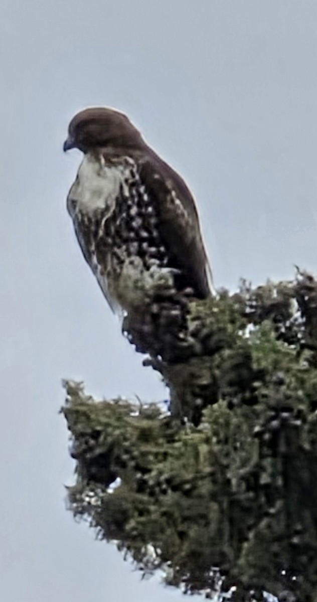Red-tailed Hawk - ML645609136