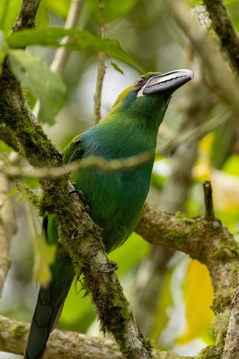 Crimson-rumped Toucanet - ML645609138
