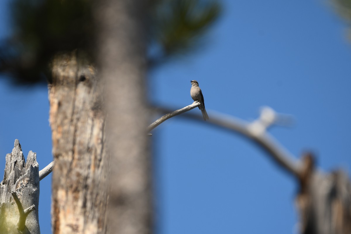 Townsend's Solitaire - ML645609153