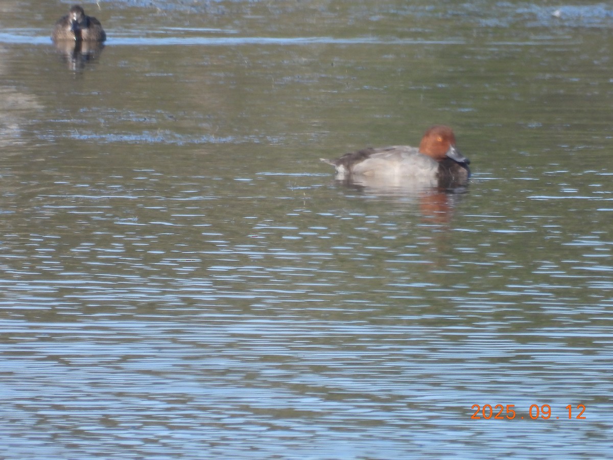 Redhead - ML645609154