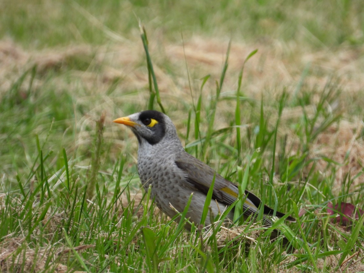 medosavka hlučná - ML645609161