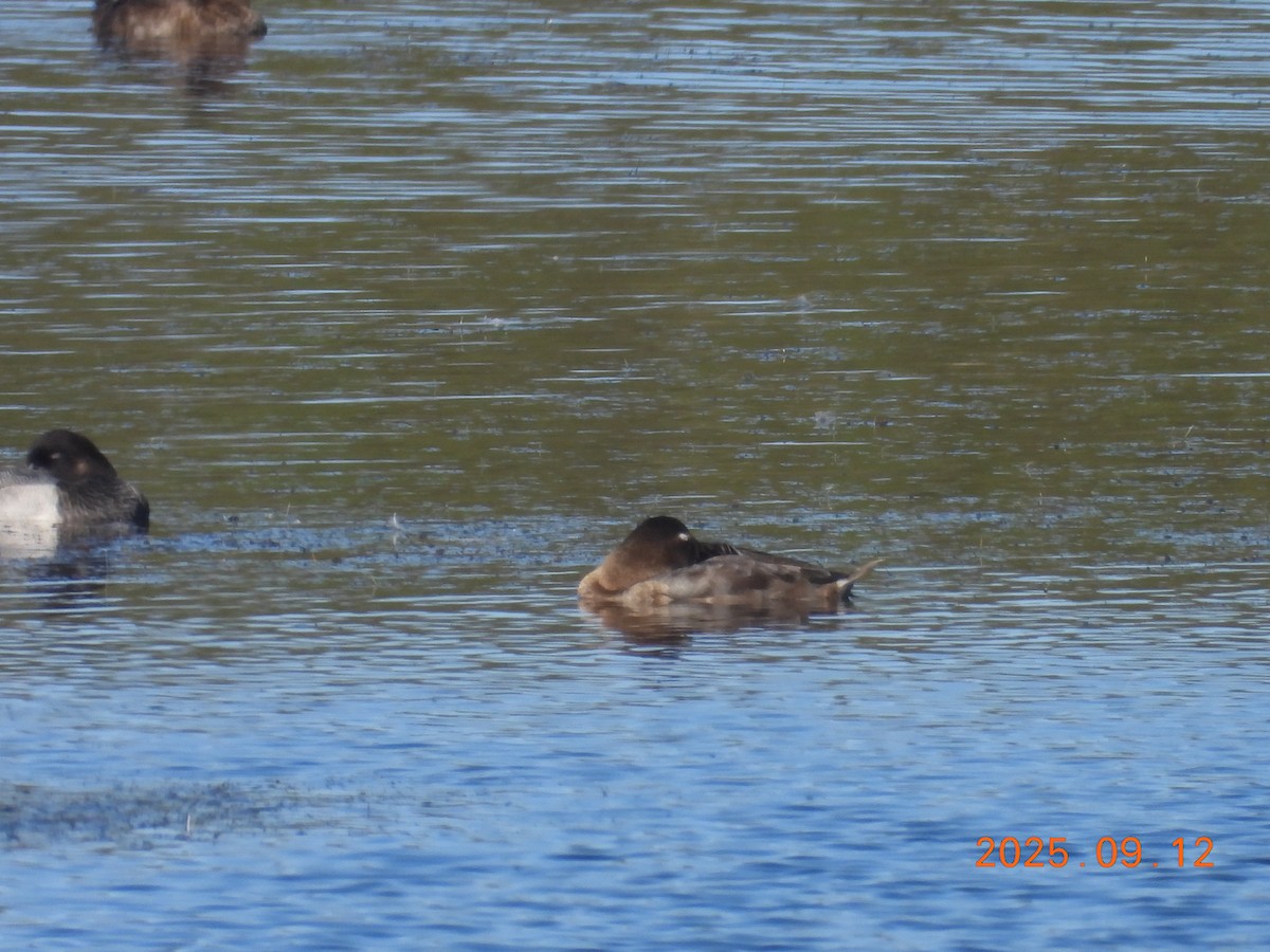 Murgilari bizkarzuria - ML645609164