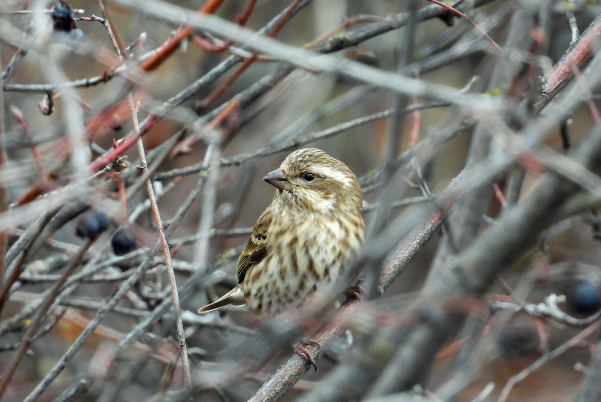 Purple Finch (Western) - ML645609167