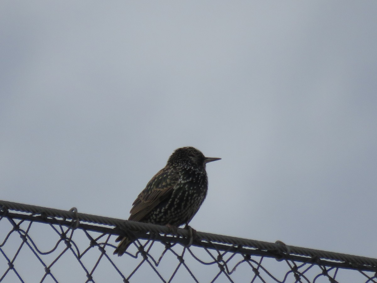 Estornino Pinto - ML645609170