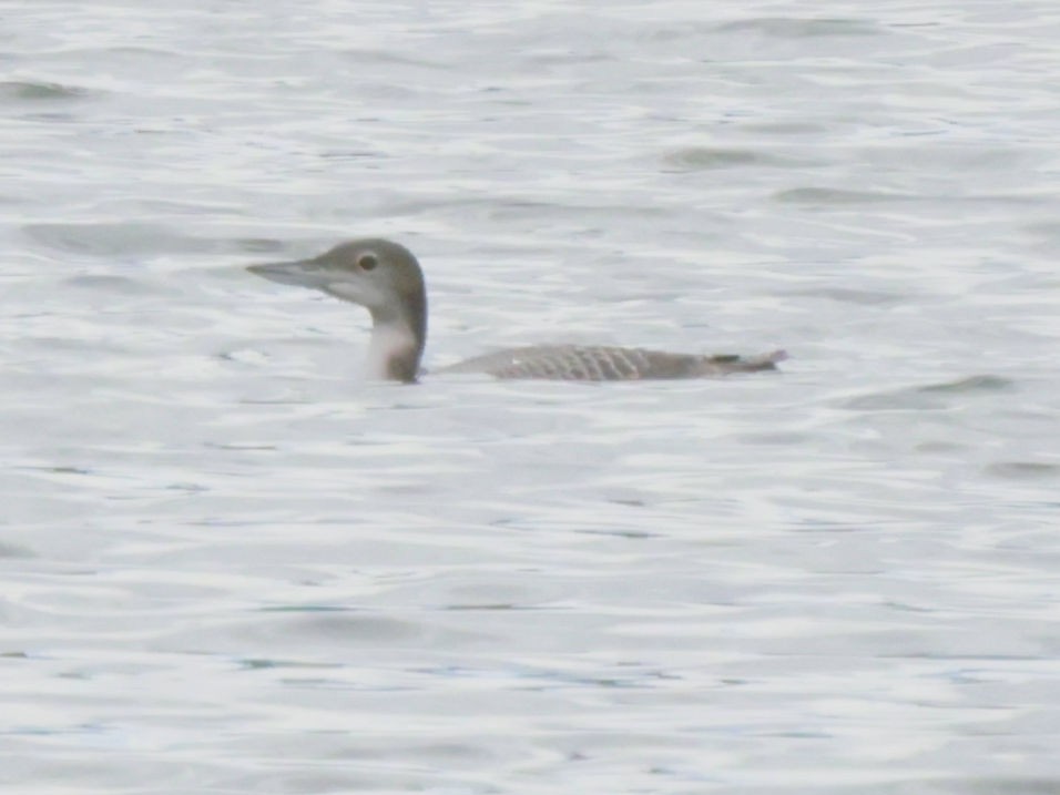 Common Loon - ML645609171