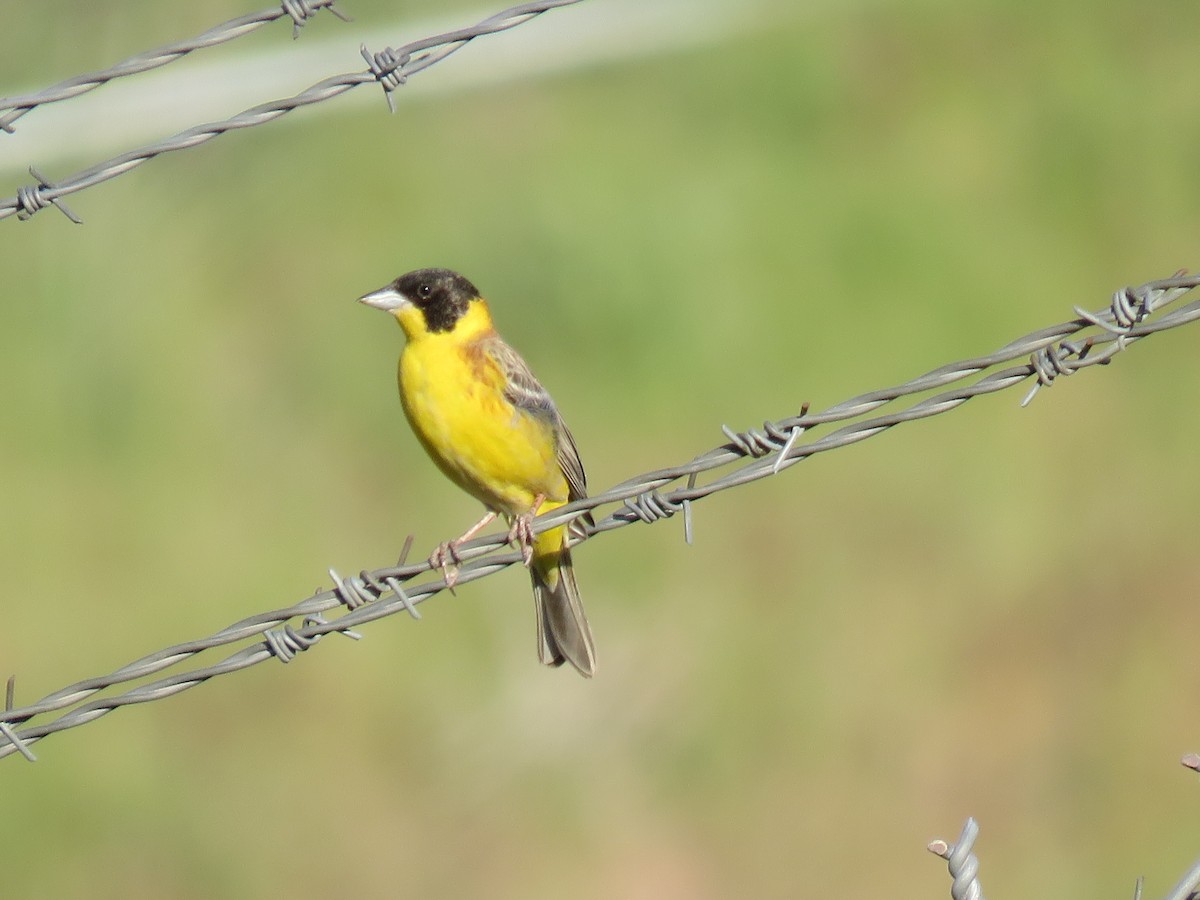 Escribano Cabecinegro - ML645609172