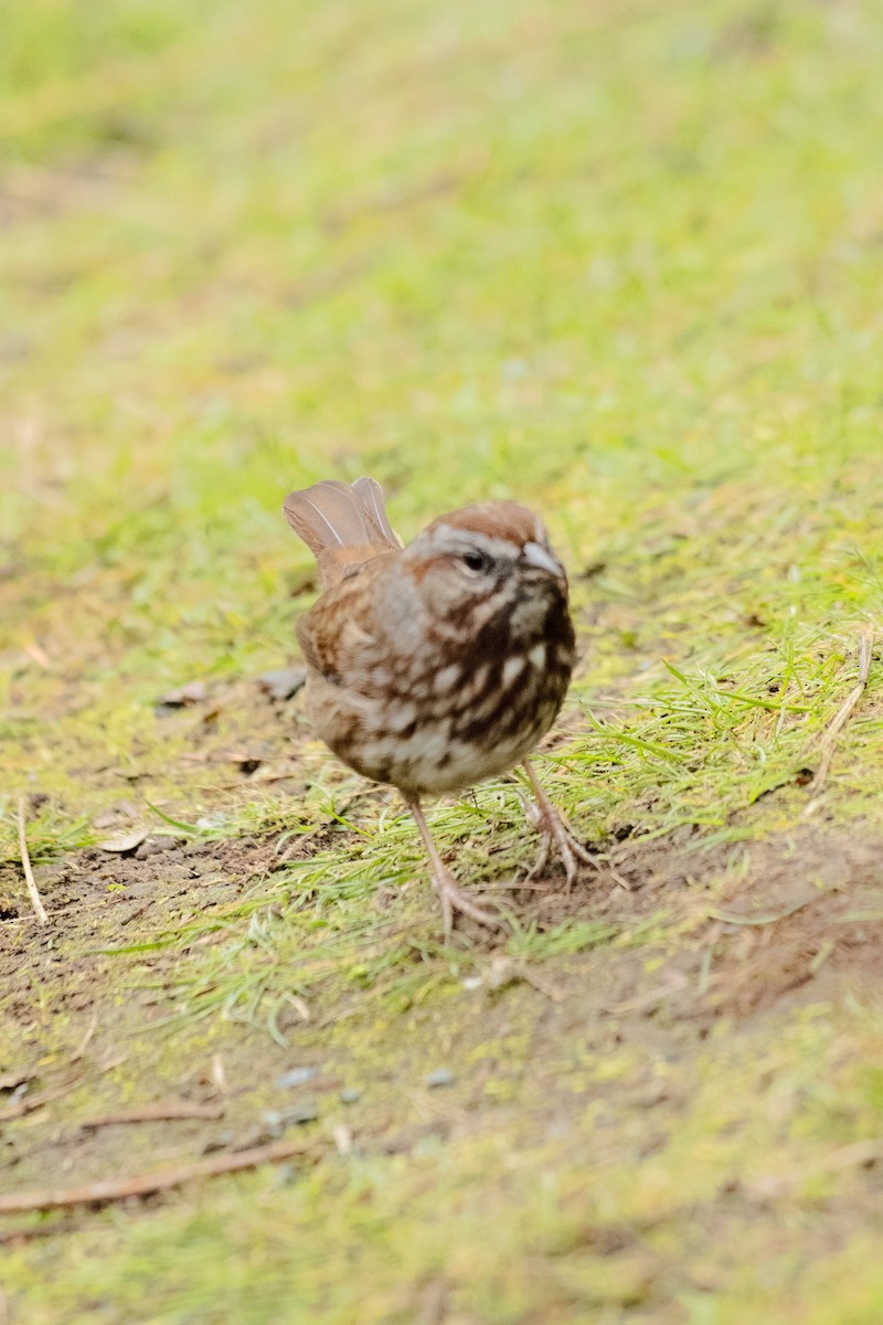 Chingolo Cantor - ML645609176