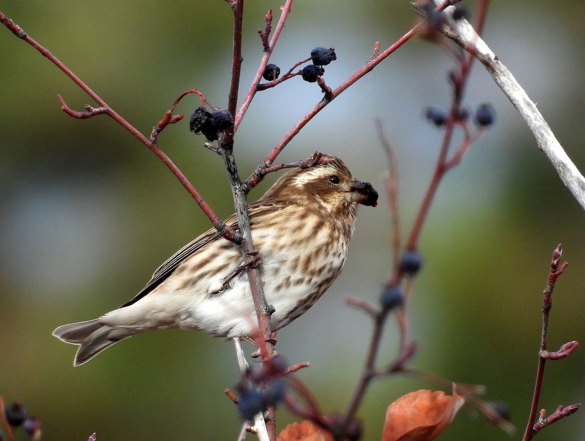 Purple Finch (Western) - ML645609178