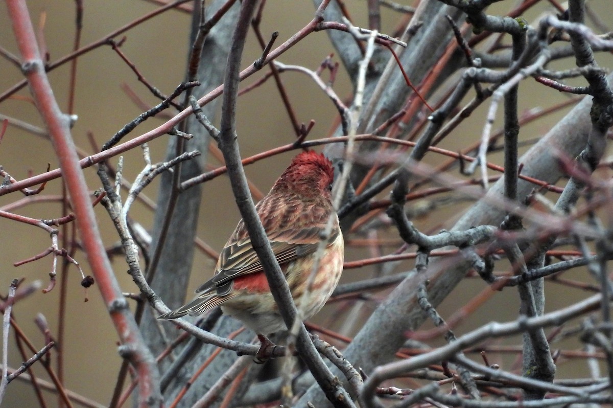 Purple Finch (Western) - ML645609182