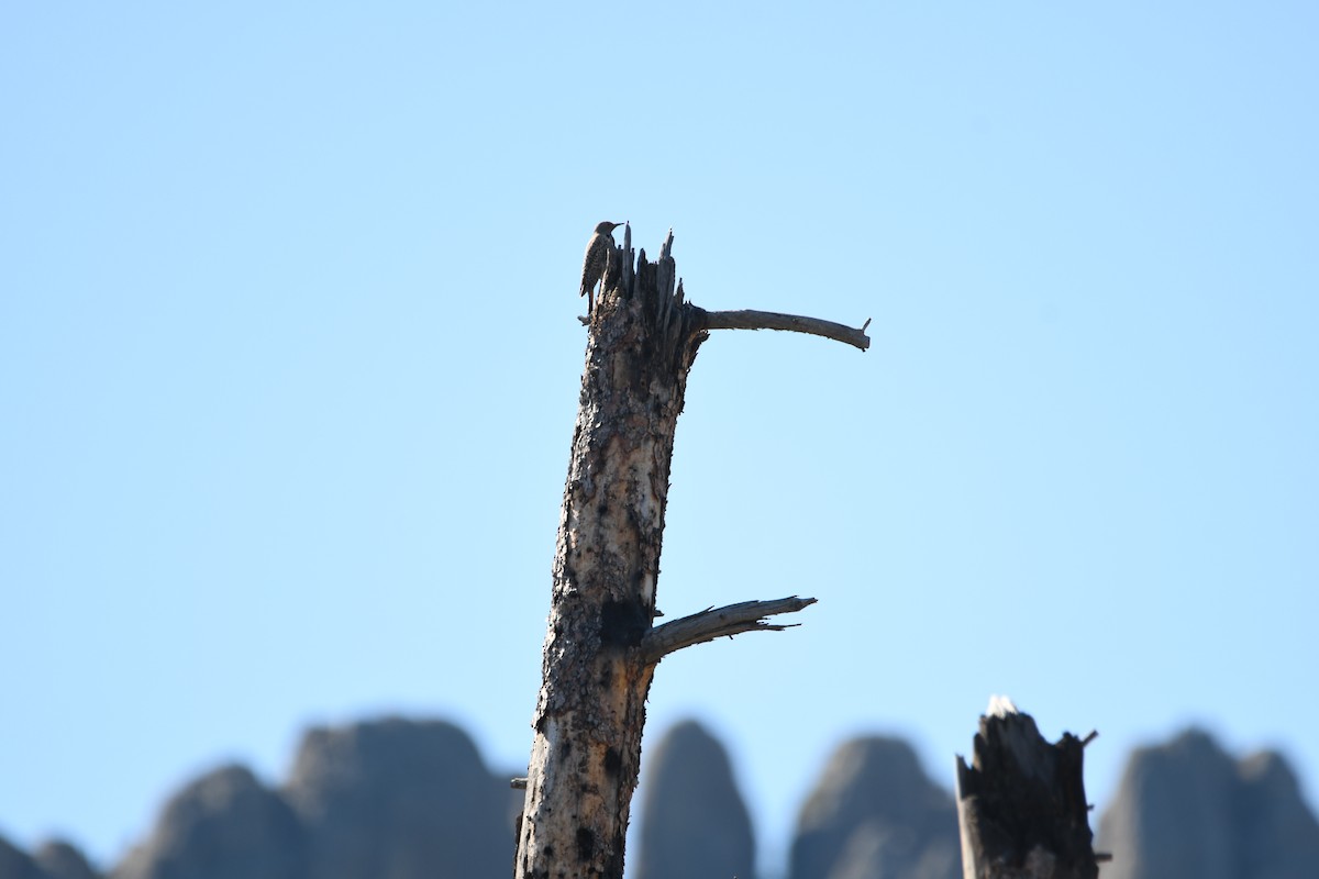 Carpintero Escapulario (Rojizo) - ML645609184