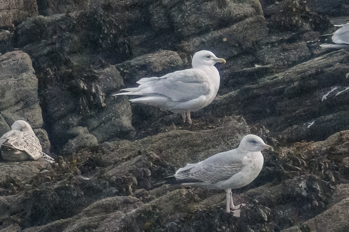 Gaviota Groenlandesa - ML645609185