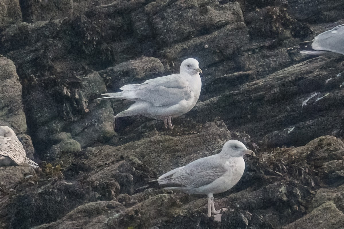 Gaviota Groenlandesa - ML645609186