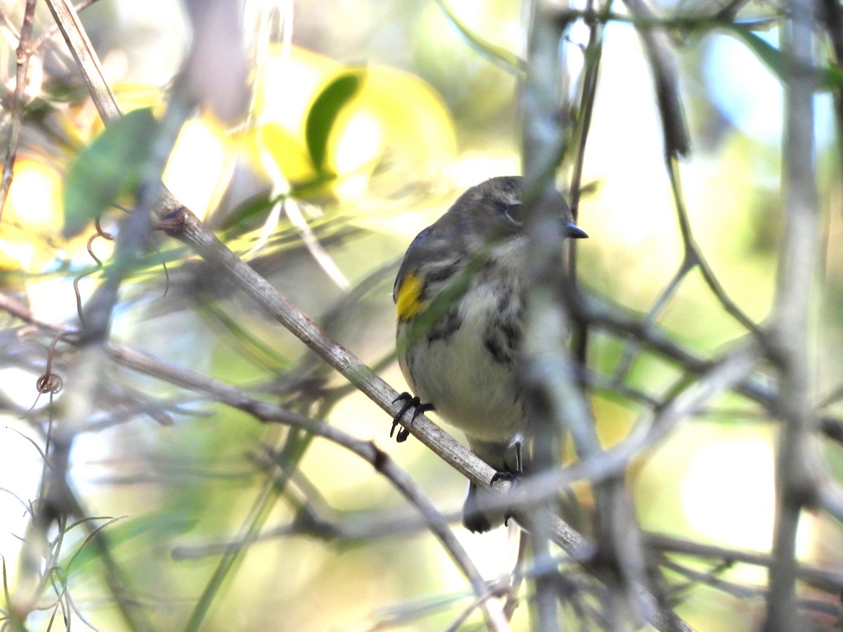 Reinita Coronada - ML645609188