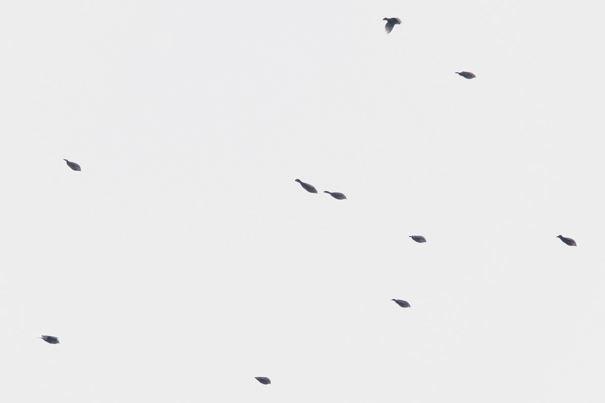 Jilguero de Los Pinos - ML645609189