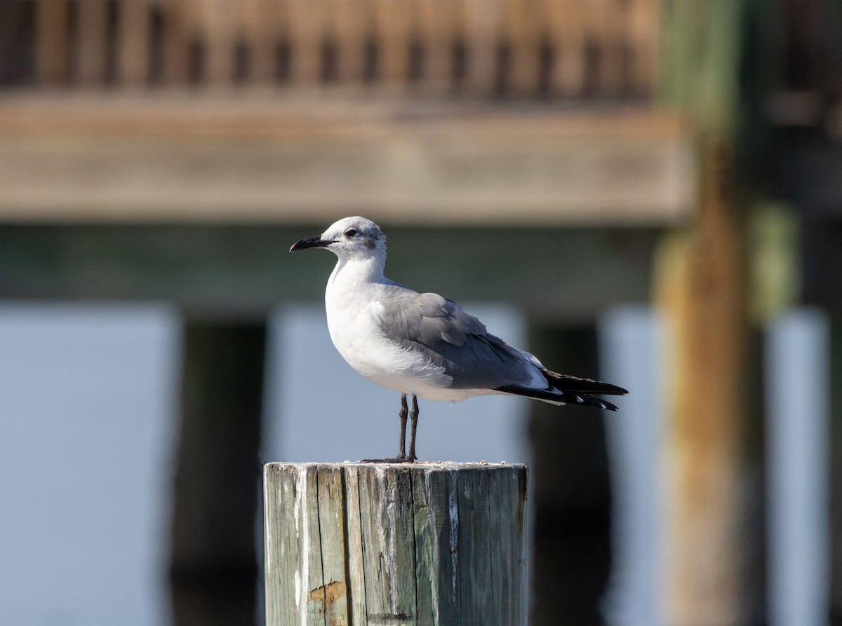 Gaviota Guanaguanare - ML645609190